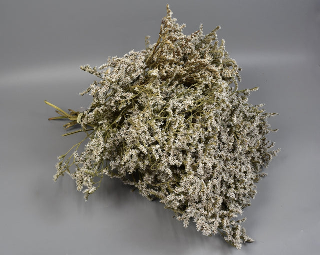 Image for Statice tatarica natur