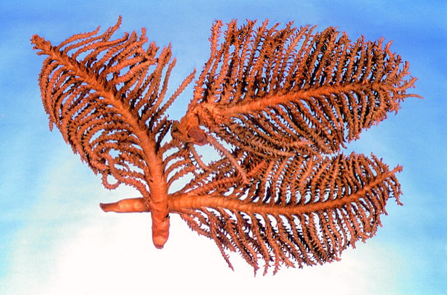 Image for Osuta de picioare natur