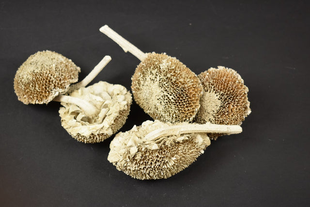 Image for Floarea soarelui vopsit alb