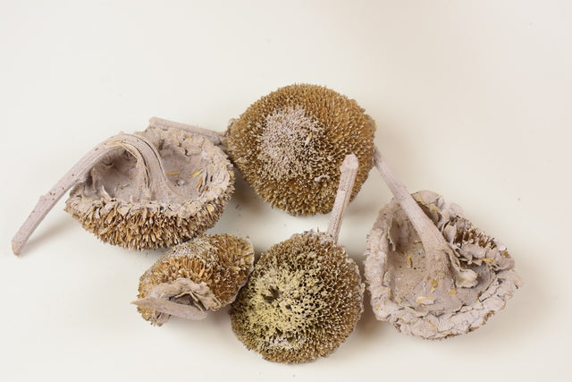 Image for Floarea soarelui vopsit mov