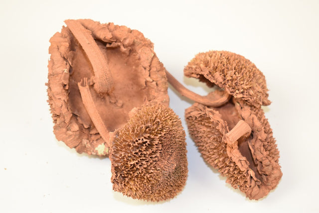 Image for Floarea soarelui vopsit portocaliu