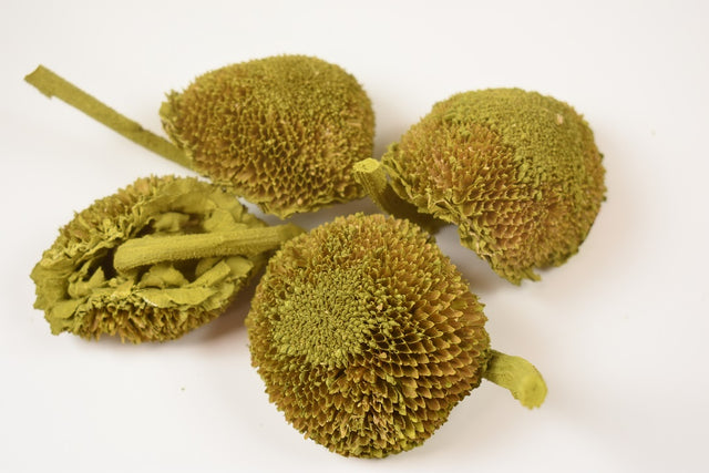 Image for Floarea soarelui vopsit verde oliv