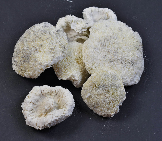 Image for Cap floarea soarelui 5-7cm inalbit