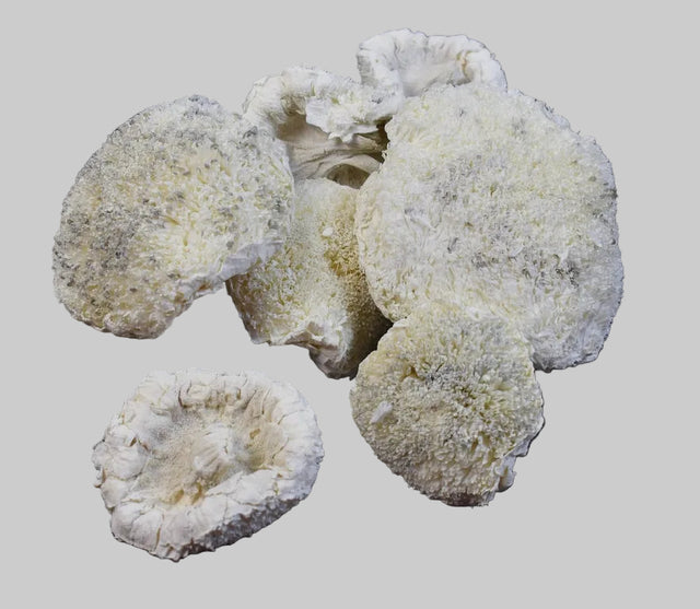 Image for Cap floarea soarelui 5-7cm inalbit