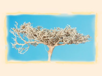 Image for Radacina inalbit