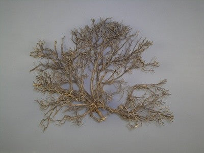 Image for Radacina natur