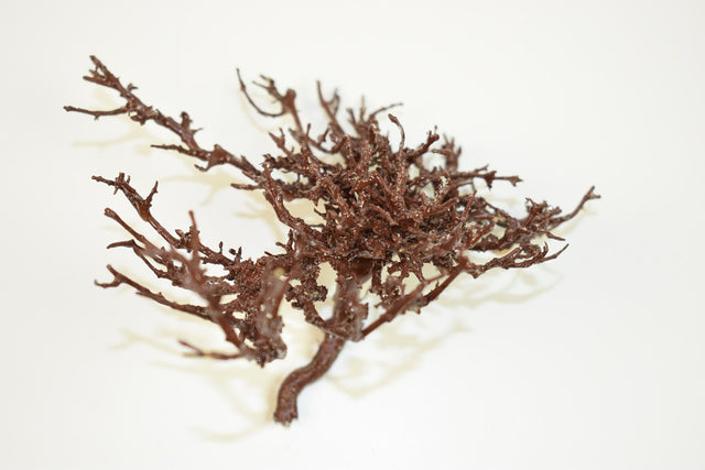 Image for Radacina cerata marou