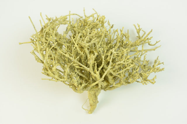 Image for Radacina cerata crem