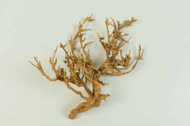 Image for Radacina cerata portocaliu