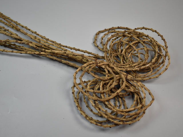 Image for Fire tail natur