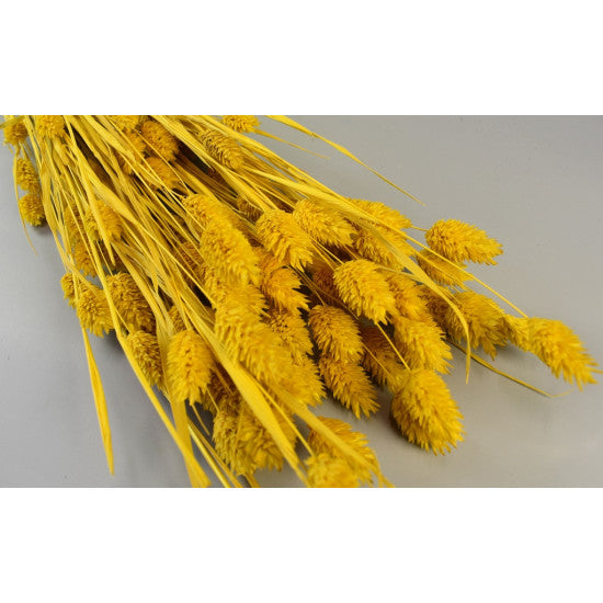 Tallaris 100gr inalbit galben