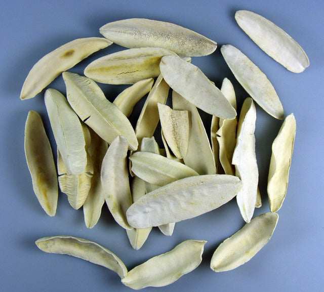 Image for Tangle wing inalbit