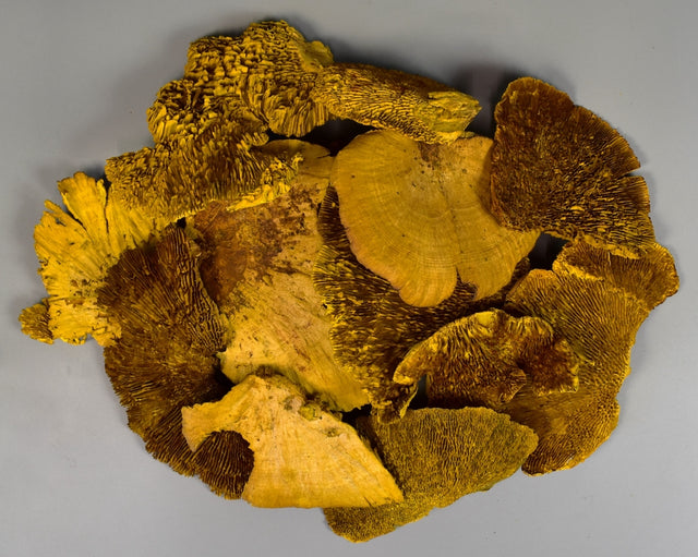 Image for Iasca inalbit galben