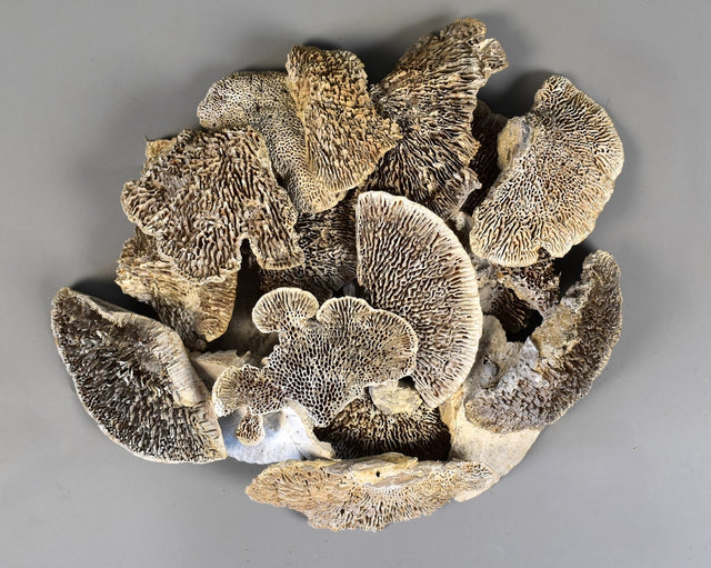 Image for Iasca mini cu chiciura