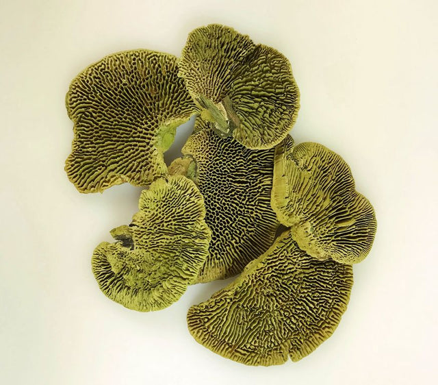 Image for Iasca verde deschis