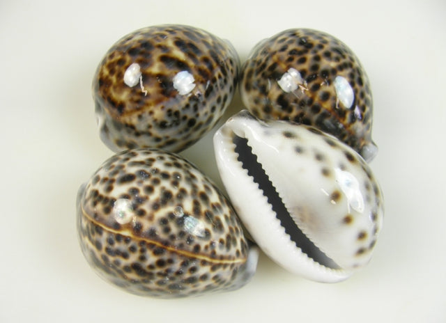 imagine produs Tigriskauri 0,5kg