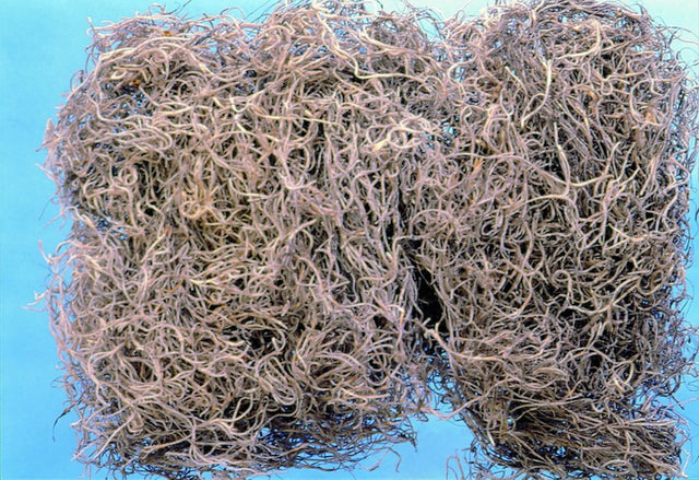 Image for Tillandsia natur