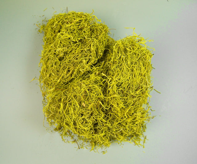 Image for Tillandsia verde deschis