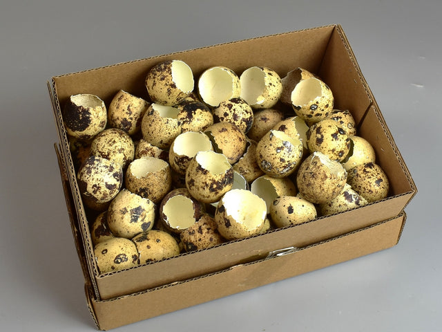 Image for Ciorchine de oua 72buc/pachet