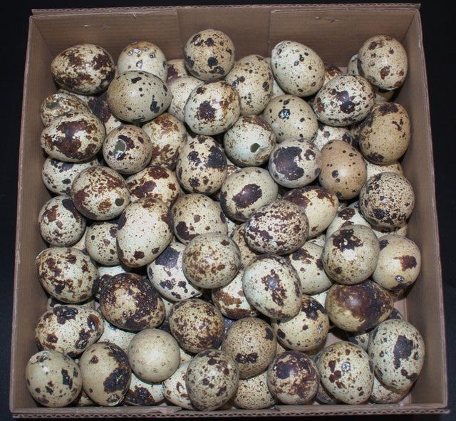 Image for Oua de prepelita natur 100buc/pachet