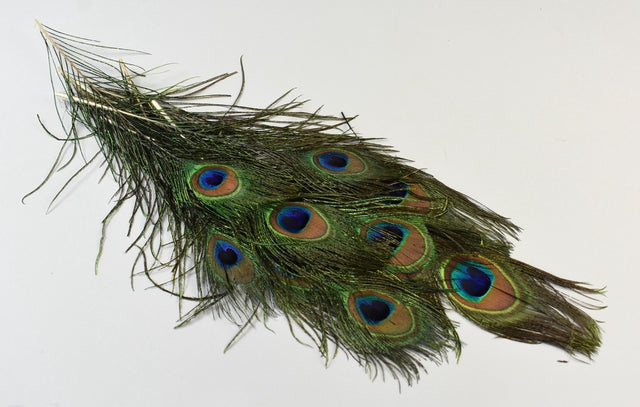 Image for Pene paun 25-30cm