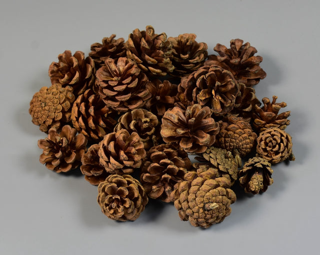 Image for Conuri jneapan crem