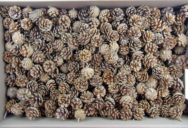 Image for Conuri de jneapan 3kg crem