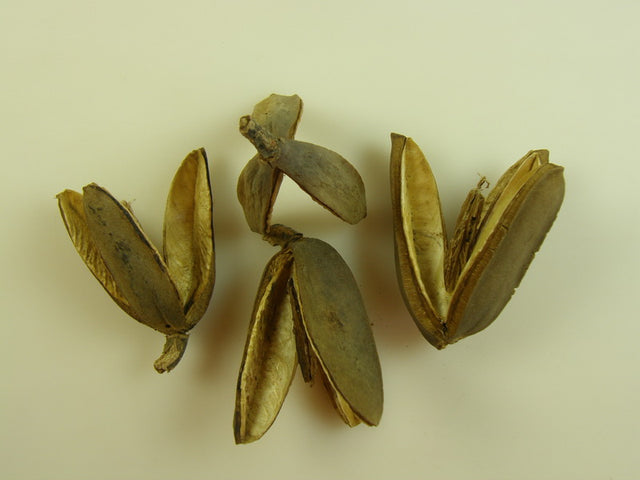 imagine produs Tridente cal.II natur