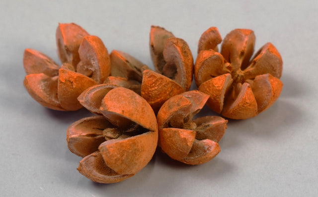 Image for Roade lalea inalbit portocaliu