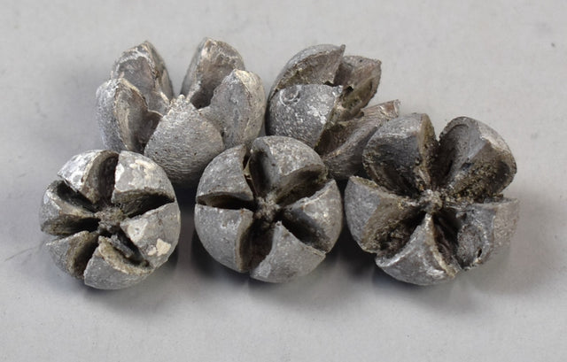 Image for Roade lalea cu chiciura