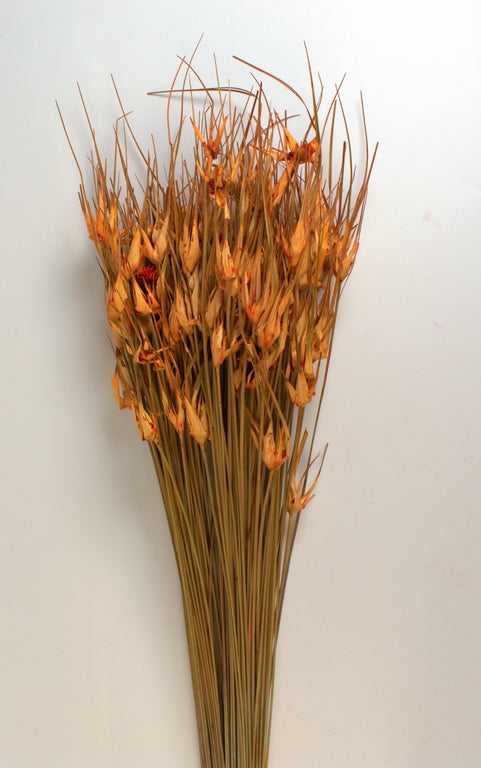 Image for Iarba de lalele portocaliu