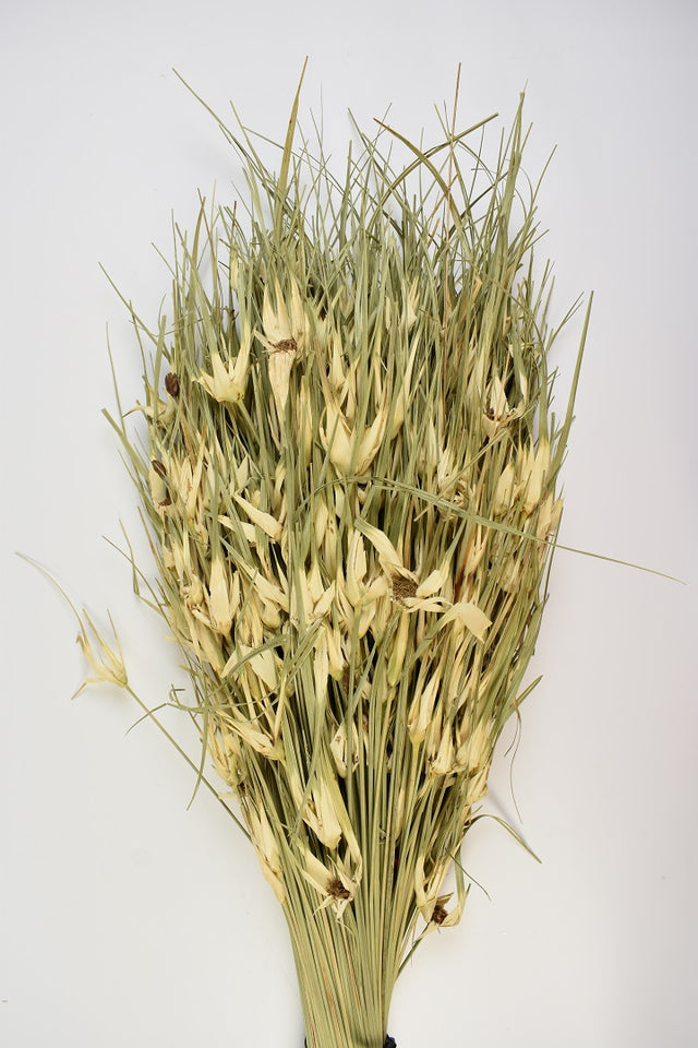 Image for Iarba de lalele natur