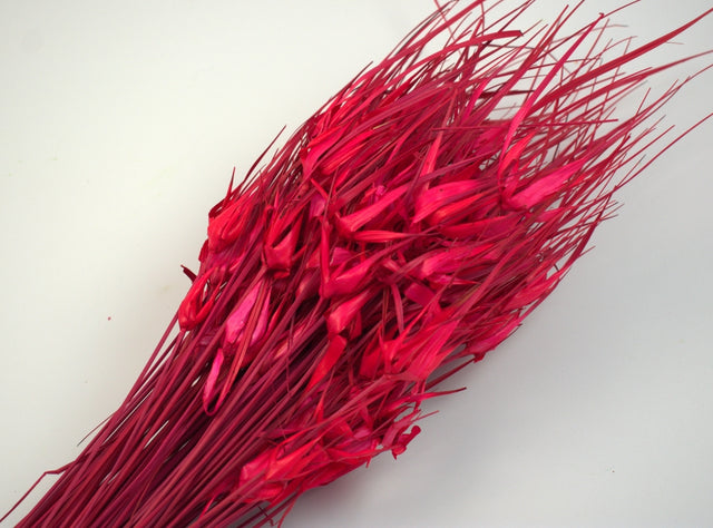 Image for Iarba de lalele rosu