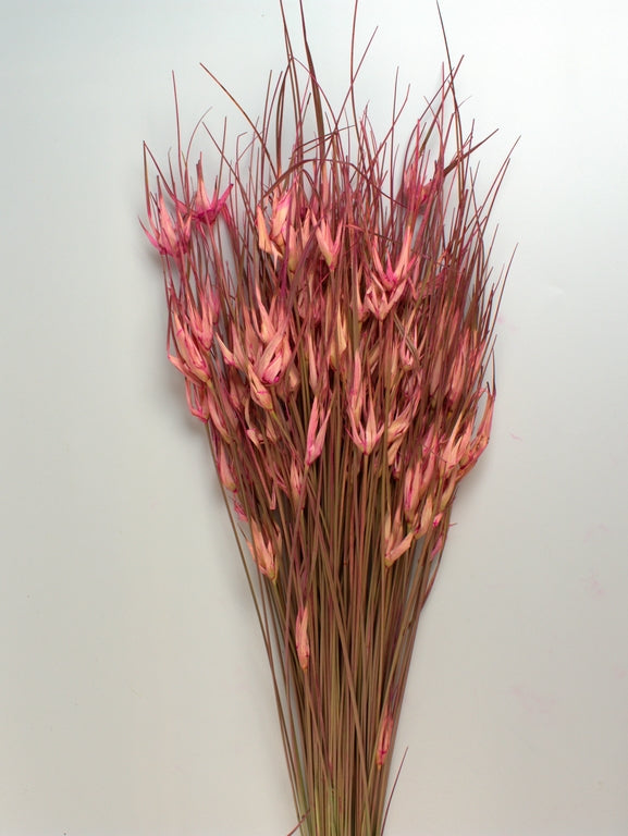 Image for Iarba de lalele roz