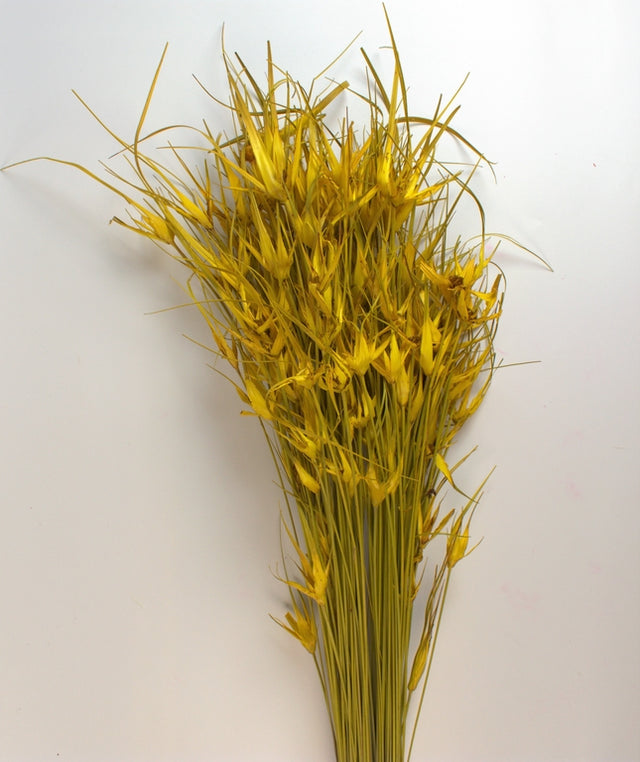 Image for Iarba de lalele galben