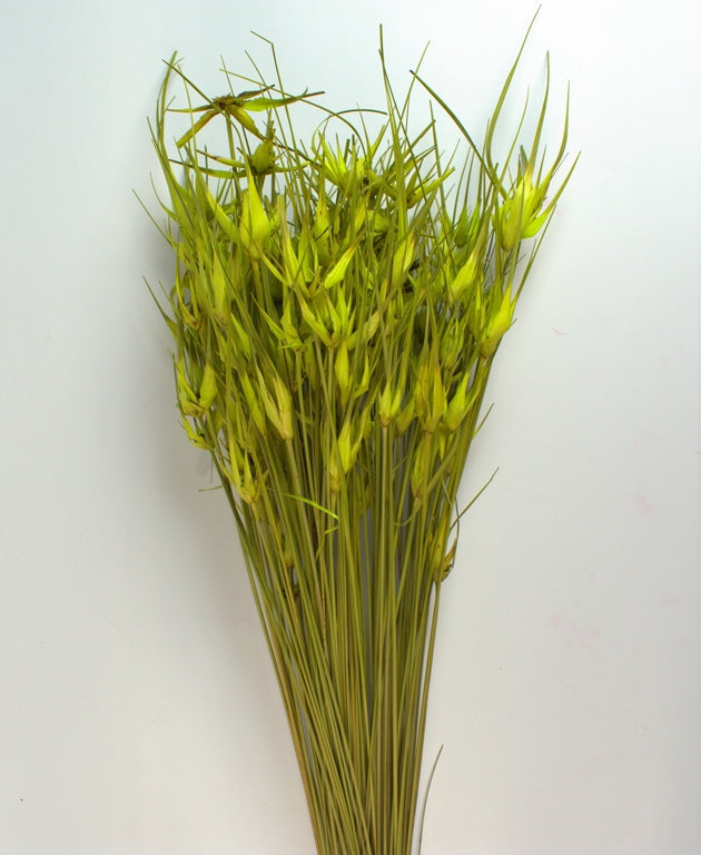 Image for Iarba de lalele verde deschis