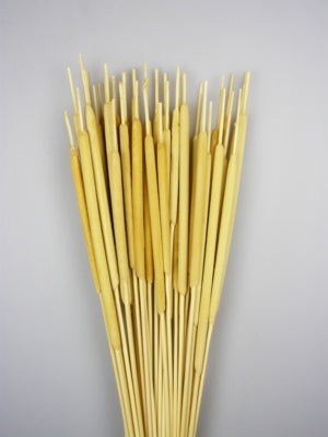 Image for Typha india inalbit