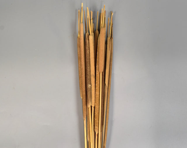 Image for Typha India natur