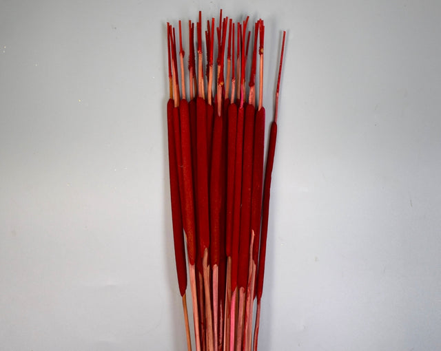 Image for Typha India rosu