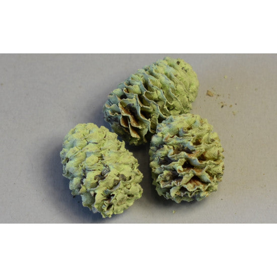 Meridianum vopsit mar verde