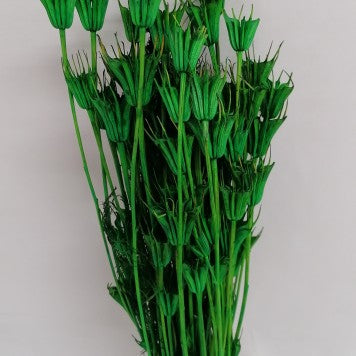 Nigella verde inchis