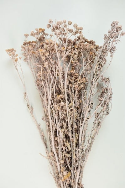 imagine produs Vetrice vopsit