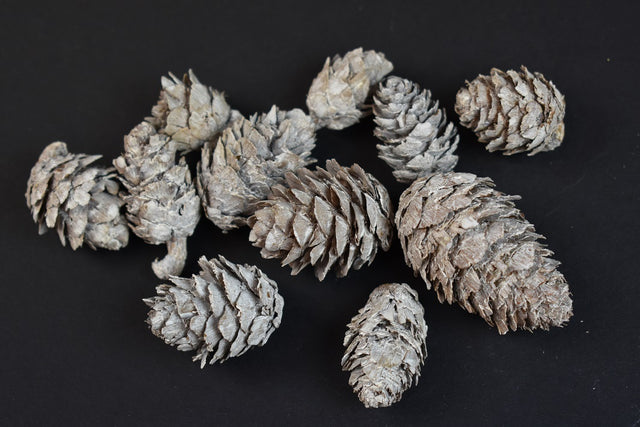 Image for Conuri de larici vopsit alb