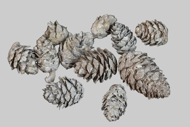 Image for Conuri de larici vopsit alb