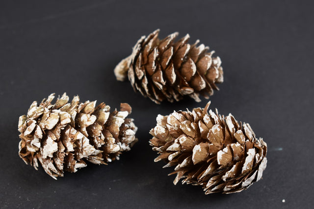 Image for Conuri de larici inzapazit