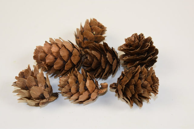 Image for Conuri de larici chinez natur