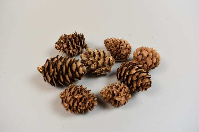 Image for Conuri de larici natur