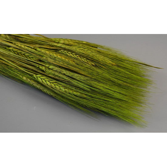 Grau cu spic lung 150g verde deschis