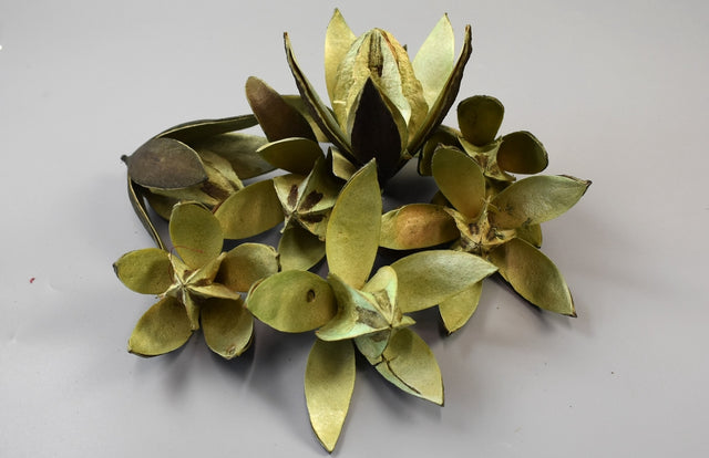 Image for Wild lily aqua