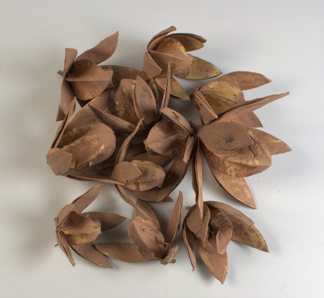 Image for Wild lily vopsit cappucino